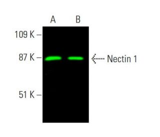 Nectin 1 Antibody (CK6) - Western Blotting - Image 381977 