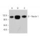 Nectin 1 Antibody (F-10) - Western Blotting - Image 380557 