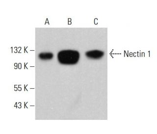 Nectin 1 Antibody (F-10) - Western Blotting - Image 380557Each CRISPR/Cas9 Knockout (KO) Plasmid product consists of a pool of 3 plasmids designed to ensure identification and cleavage of a specific gene for maximum knockout efficiency. Each plasmid encodes a unique 20 nt sequence derived from the GeCKO (v2) library. 