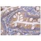 Nectin 2 Antibody (D-11) - Immunohistochemistry - Image 160986 
