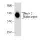 Nectin 2 Antibody (D-11) - Western Blotting - Image 146497