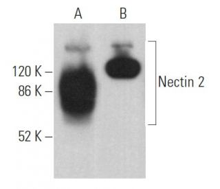 western blotting image from recommended Nectin 2 (E-1) monoclonal antibody replacement. Image 362221