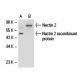 Nectin 2 Antibody (R2.525) - Western Blotting - Image 18030 