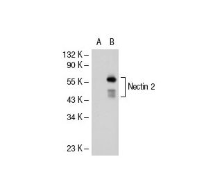 Nectin 2 Antibody (6A606) - Western Blotting - Image 40861