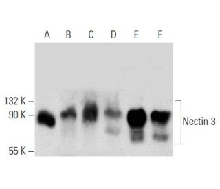 western blotting image from recommended Nectin 3 (H-11) monoclonal antibody replacement. Image 356945