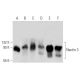 western blotting image from recommended Nectin 3 (H-11) monoclonal antibody replacement. Image 356945