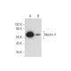 Nectin 4 Antibody (A-9) - Western Blotting - Image 344114