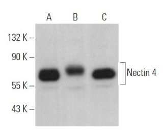 Nectin 4 Antibody (A-9) - Western Blotting - Image 369361 