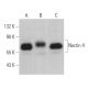 Nectin 4 Antibody (A-9) - Western Blotting - Image 369361 