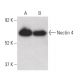 Nectin 4 Antibody (A-9) - Western Blotting - Image 400392 
