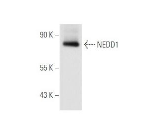NEDD1 Antibody (39-J) - Western Blotting - Image 56695 