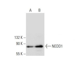 NEDD1 Antibody (H-3) - Western Blotting - Image 308152 