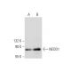 NEDD1 Antibody (H-3) - Western Blotting - Image 308152 