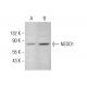 NEDD1 Antibody (H-3) - Western Blotting - Image 383059