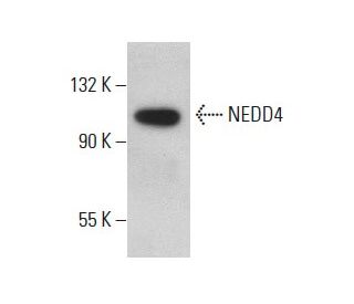 NEDD4 Antibody (F-11) - Western Blotting - Image 399352 