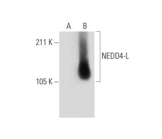 NEDD4-L Antibody (C-12) - Western Blotting - Image 289007