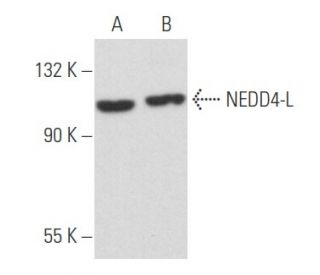 NEDD4-L Antibody (C-8) - Western Blotting - Image 357460 