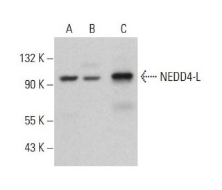 NEDD4-L Antibody (C-8) - Western Blotting - Image 381743