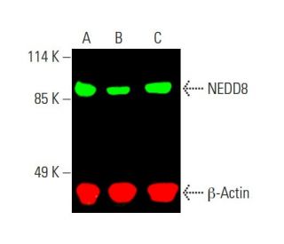 NEDD8 Antibody (H-2) - Western Blotting - Image 387700 