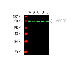 NEDD8 Antibody (H-2) - Western Blotting - Image 388929