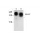 NEGR1 Antibody (H-12) - Western Blotting - Image 294525 