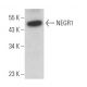 NEGR1 Antibody (H-12) - Western Blotting - Image 372364