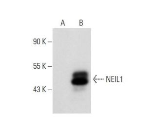 NEIL1 Antibody (B-1) - Western Blotting - Image 129827 