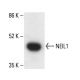 NEIL1 Antibody (B-1) - Western Blotting - Image 411808