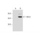 NEIL1 Antibody (D-4) - Western Blotting - Image 139092
