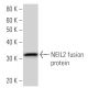 NEIL2 Antibody (2626C2a) - Western Blotting - Image 16707