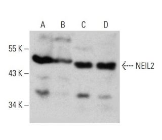 NEIL2 Antibody (2626C2a) - Western Blotting - Image 384273 