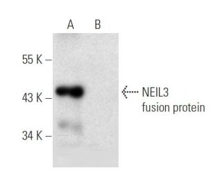 NEIL3 Antibody (A-1) - Western Blotting - Image 297871 