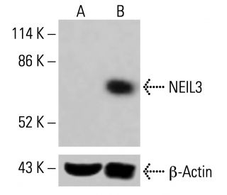 NEIL3 Antibody (A-1) - Western Blotting - Image 415298 
