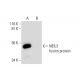 NEIL3 Antibody (C-1) - Western Blotting - Image 297927