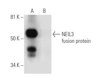 NEIL3 Antibody (F-6) - Western Blotting - Image 297581 