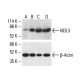 NEIL3 Antibody (F-6) - Western Blotting - Image 411769