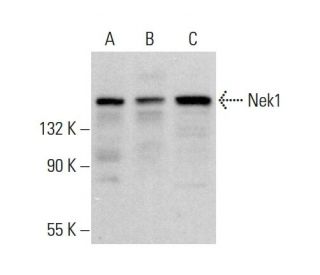 Nek1 Antibody (E-10) - Western Blotting - Image 383304 