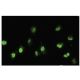 Nek11 Antibody (36JK) - Immunofluorescence - Image 35563