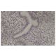 Nek11 Antibody (36JK) - Immunohistochemistry - Image 36018 