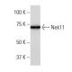 Nek11 Antibody (36JK) - Western Blotting - Image 33802 