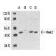 Nek2 Antibody (G-5) - Western Blotting - Image 15457 