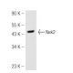 Nek2 Antibody (G-5) - Western Blotting - Image 45435