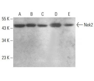 Nek2 Antibody (G-5) - Western Blotting - Image 376426 