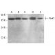 Nek2 Antibody (G-5) - Western Blotting - Image 376426 