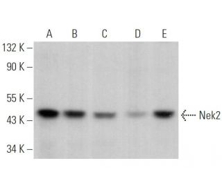 Nek2 Antibody (D-8) - Western Blotting - Image 363457