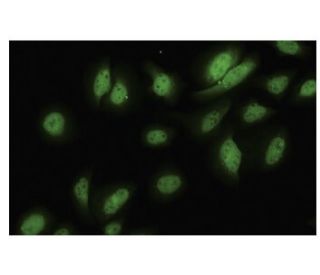 Nek3 Antibody (9-7K) - Immunofluorescence - Image 35554 