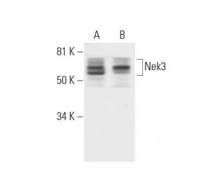 Nek3 Antibody (E-10) - Western Blotting - Image 290964 