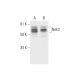 Nek3 Antibody (E-10) - Western Blotting - Image 290964 