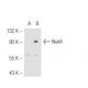 Nek4 Antibody (2631C1a) - Western Blotting - Image 51341 