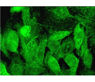 Nek5 Antibody (G-12) - Immunofluorescence - Image 381726 